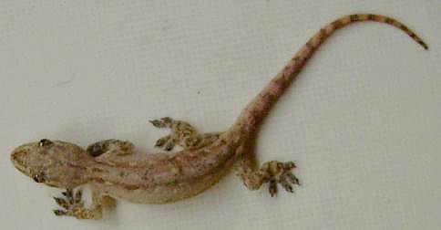 luther vandross: Cicak Gecko Gergasi