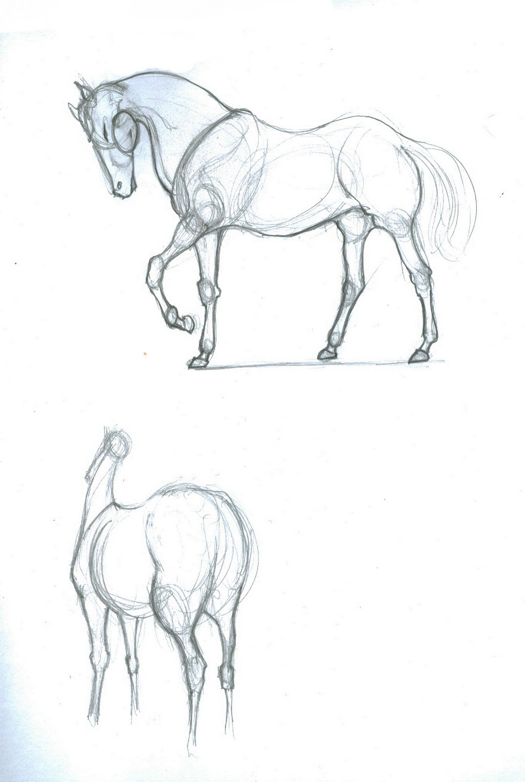 Victor perard anatomy and drawing pdf