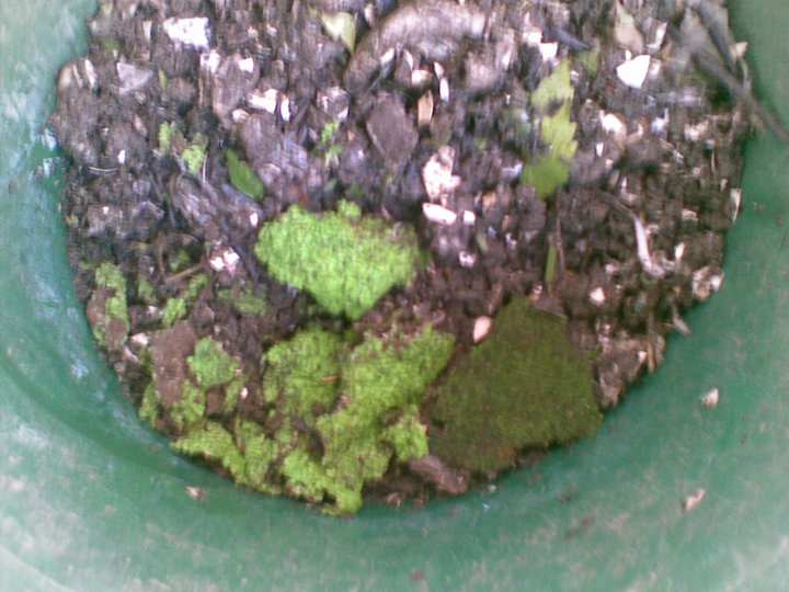 Mental Notes Will Worms Eat Moss?