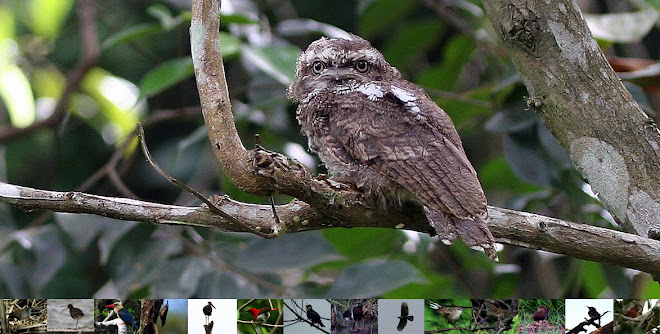 Frogmouth