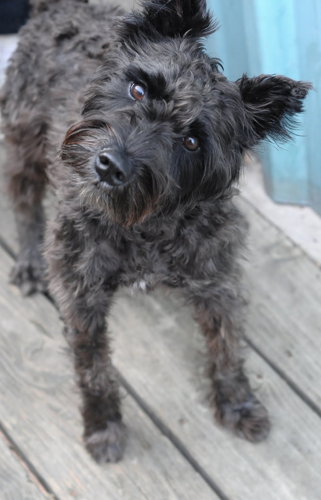 Protective Animal Welfare Society (KC PAWS) Kansas City Pets for