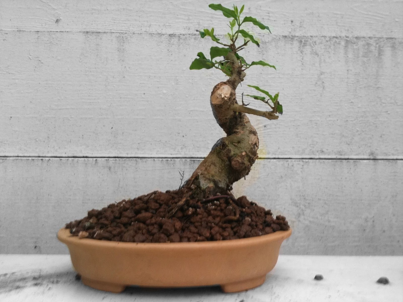 Joy Of Bonsai