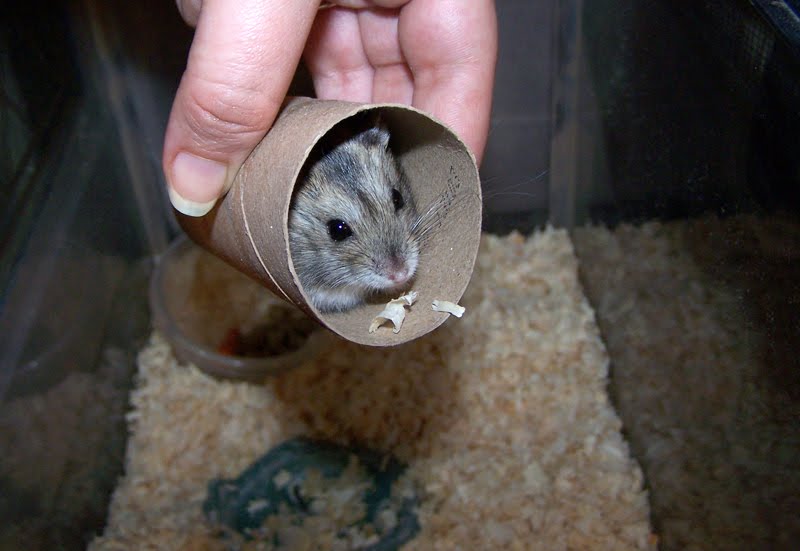 Dwarf Hamster - Amazon.de