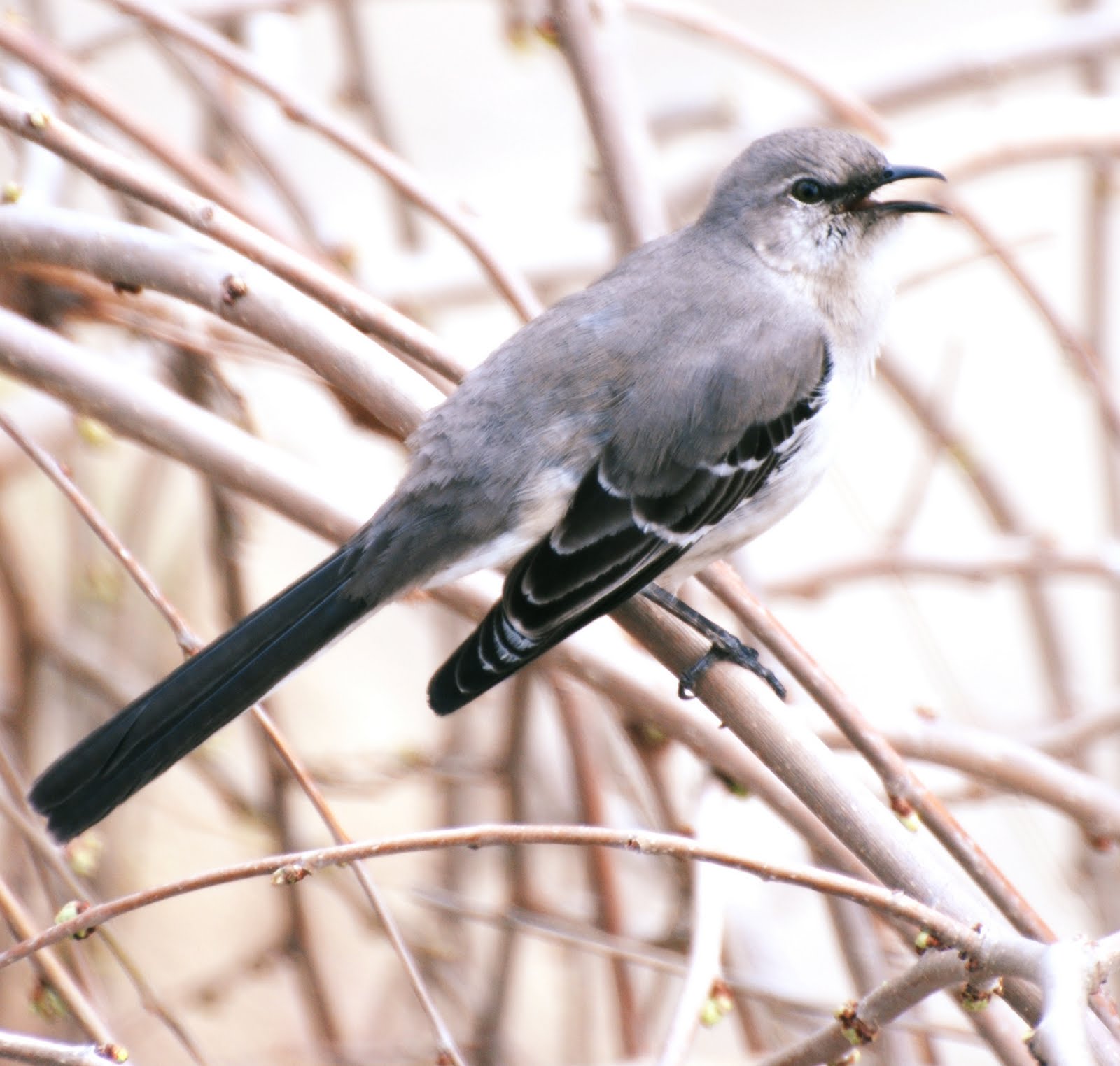 Of Wings and Wanderings Local Mockingbird Tulsa, OK March 28, 2010