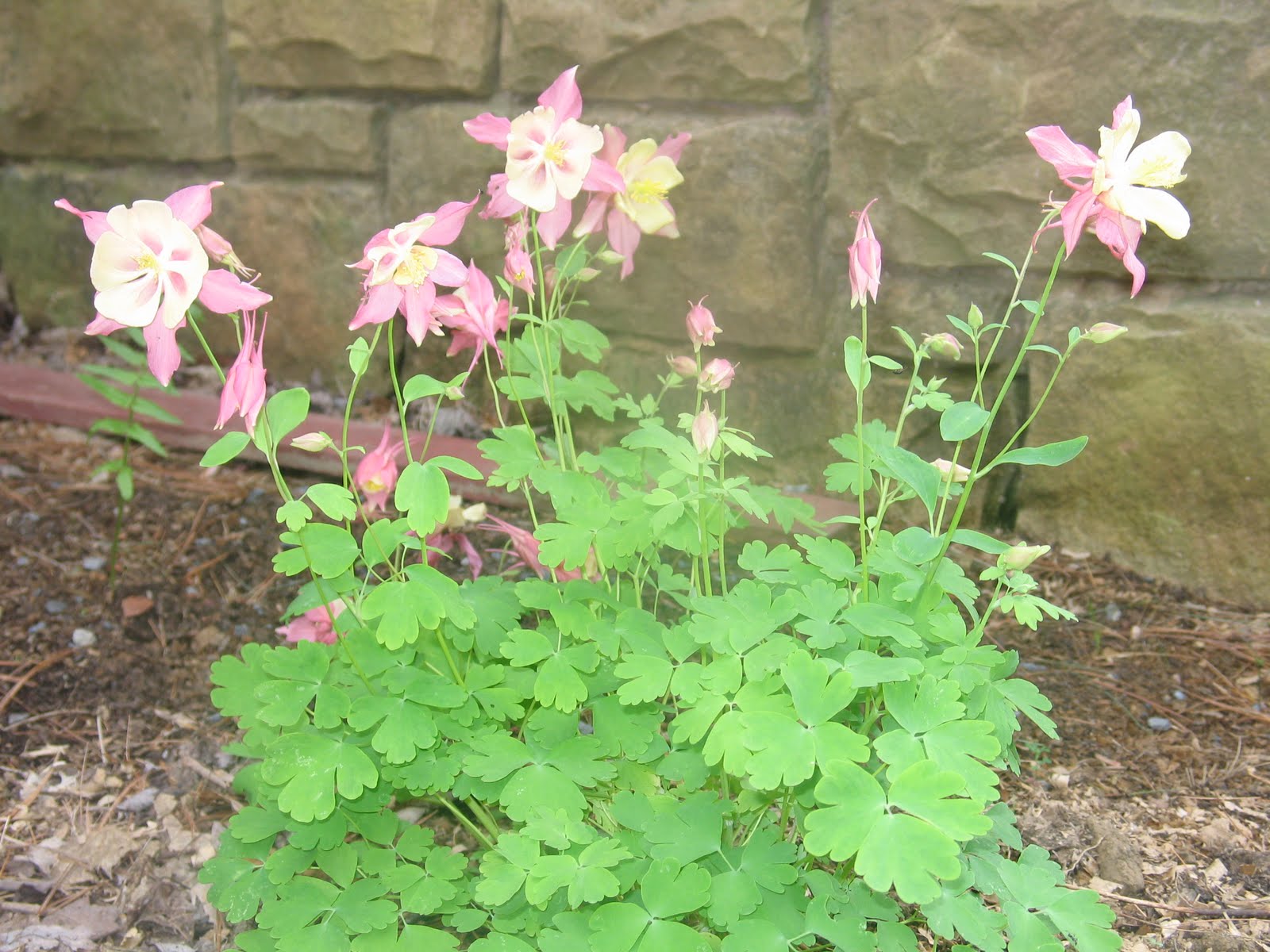 Our Mountain Farm: May 2010