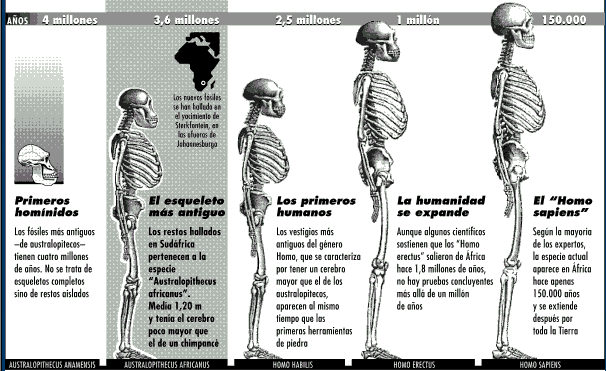 PROCESO EVOLUTIVO