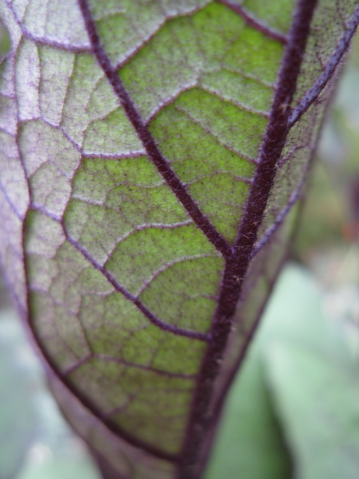 MulchMaid August 2010
