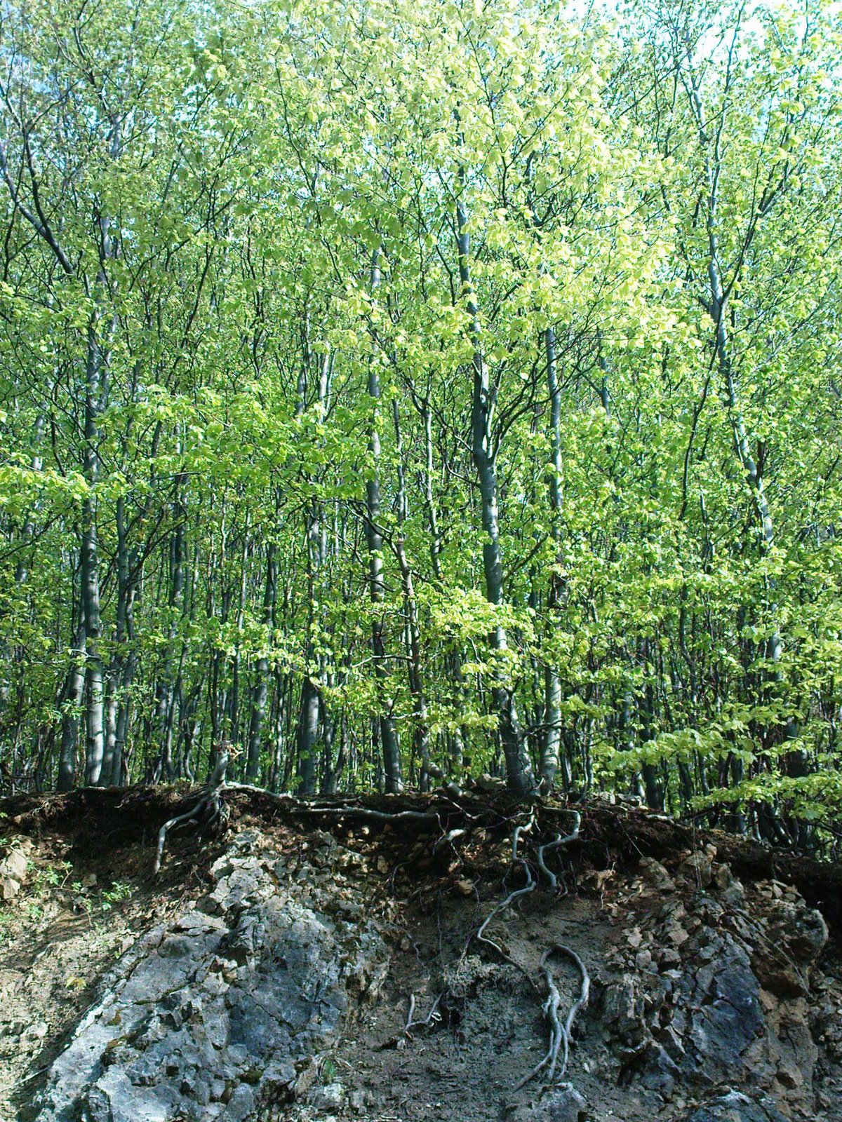 [DSC00721.JPG]