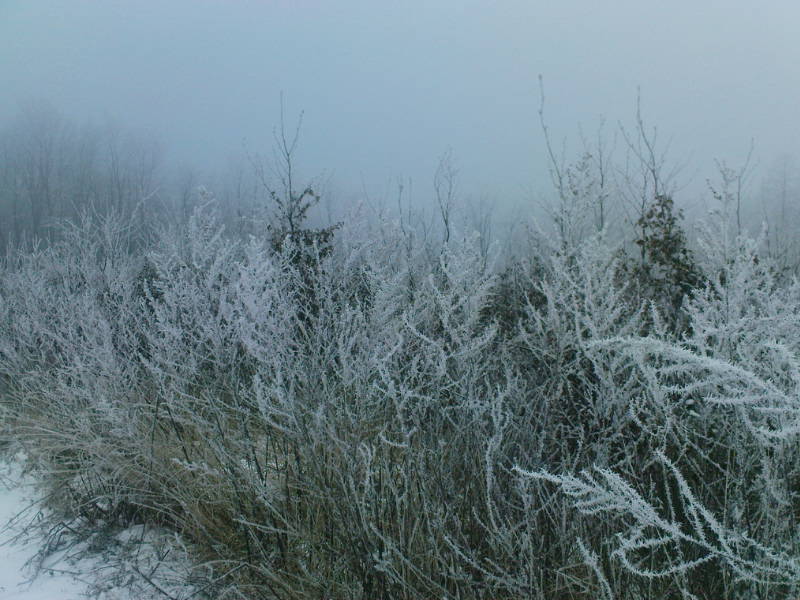 [image-upload-62-717767.jpg]