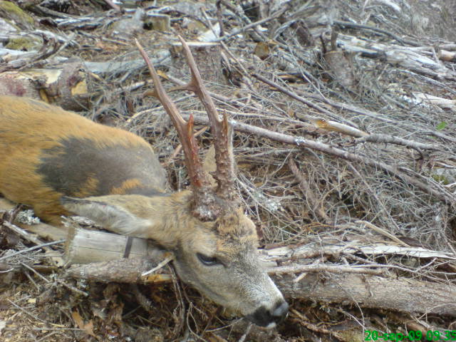 [=?iso-8859-1?Q?Emil09r=E5dyr=2Ejpg?=-746324]