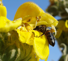 Phlomis fruticosa - Ασφάκα