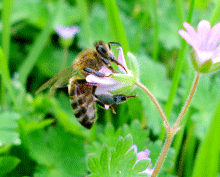 Geranium dissectum - Αγριο γεράνι