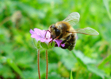 Geranium pusillum - Αγριο γερανι