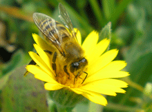 Calendula arvensis - Καλεντουλα αγρια