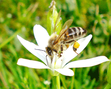 Ornithogalum divergens - Δακρακι η αστερακι