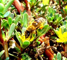 Portulaca oleracea