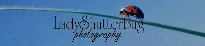 www.ladyshutterbug.ca