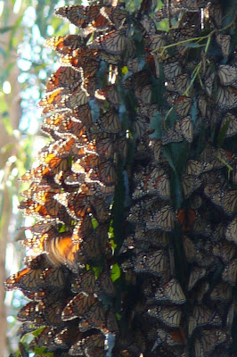 Coronado Butterfly Preserve