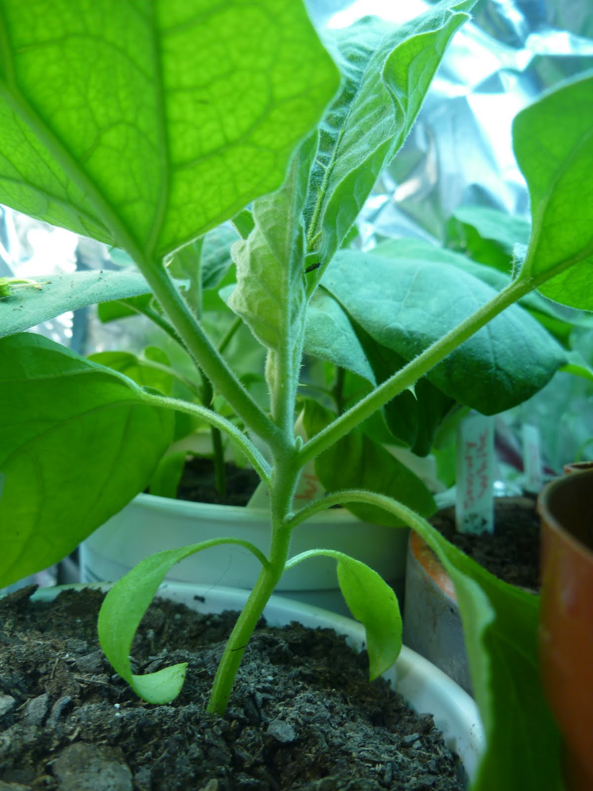 ikarus rising: Snowy White eggplant in the ground with thorns!