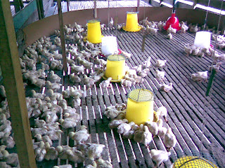 Projek Ternakan Ayam Pedaging Projek Ternakan Ayam Pedaging