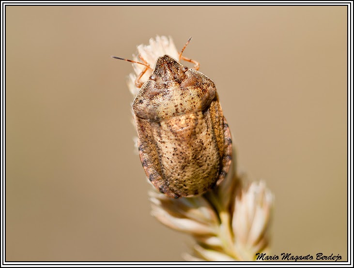 Eurygaster austriaca (Chinche de los cereales)