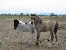 2007 Foals