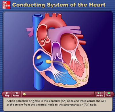 human circulatory system heart. circulatory system heart.
