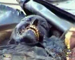 US used the same weapon in Fallujah, Iraq