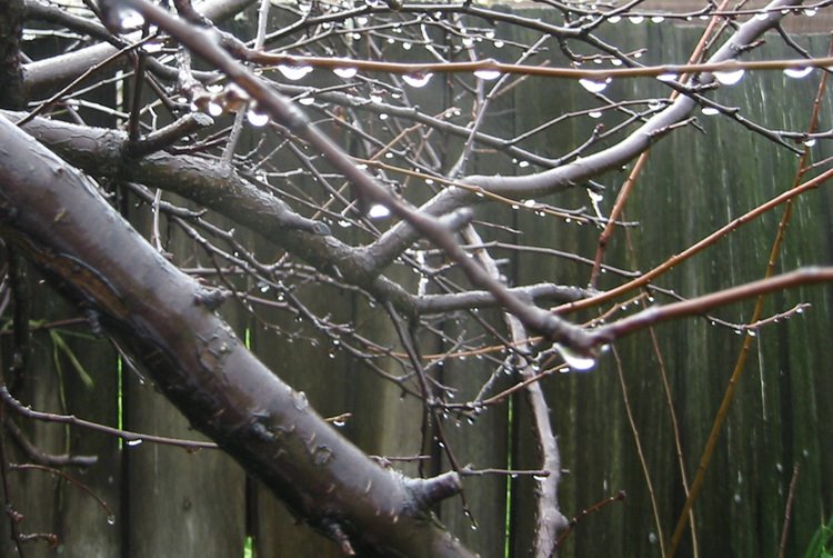[raindrops+tree.bmp]