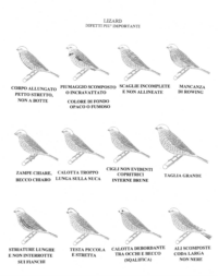 [Lizard_difetti_small.gif]