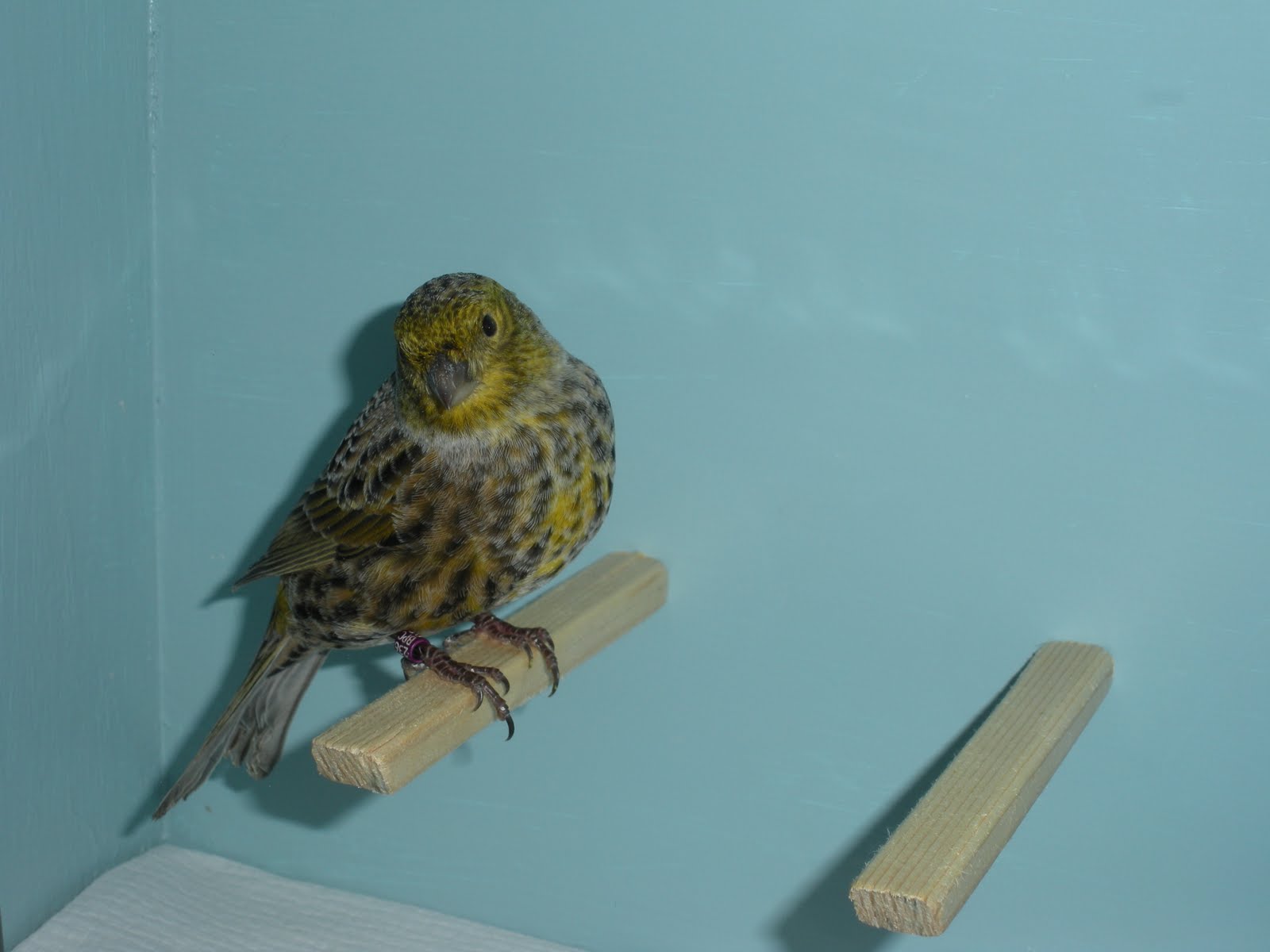 [DSCN3879+argento.JPG]