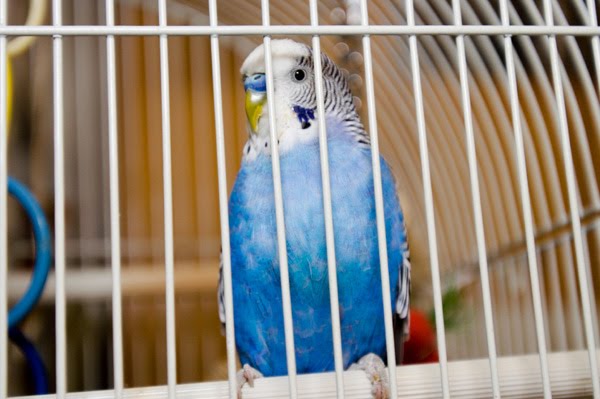 [Parrot+Cages+-+Metal+Toxicity+in+Parrots.jpg]