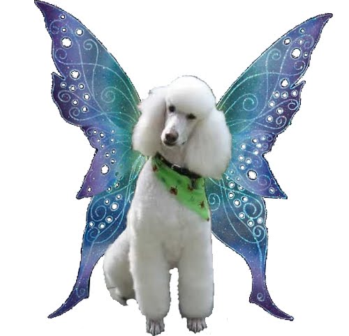 Fairy Poodle