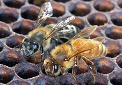 Killer Bees: Hidalgo, Texas