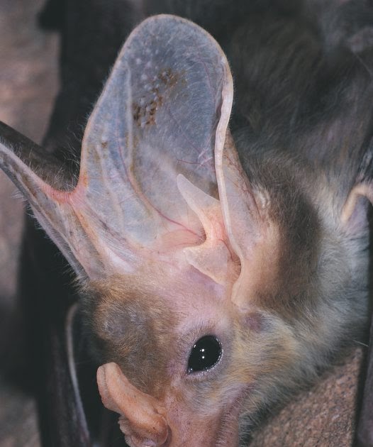 Brian Walters in Melbourne Bat Caves