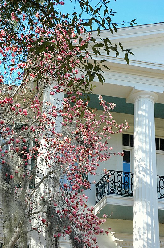 japanese magnolia tree pictures. japanese magnolia tree