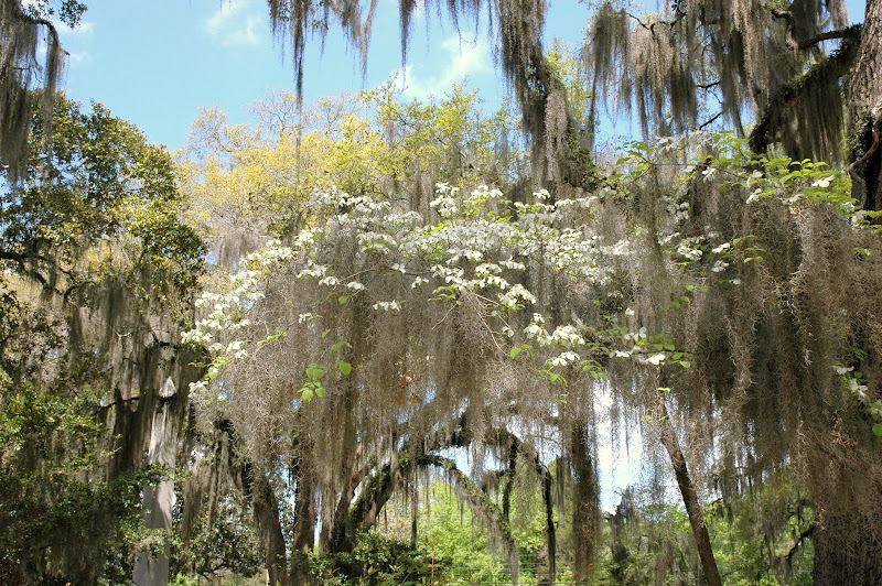 Selma Ala Daily Photo Dogwood And Spanish Moss