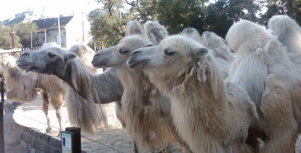 [camels1.jpg]