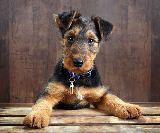 Airedale Terriers Puppy Pic