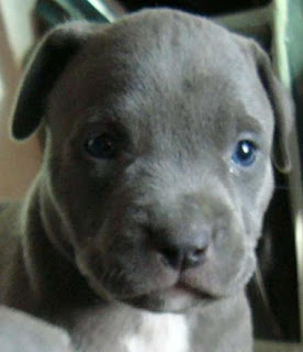 American Pit Bull Puppy Face