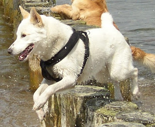 Jump Canaan Dog Pic