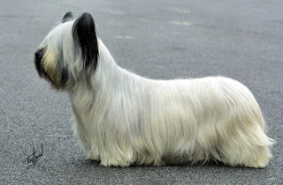 Skye Terrier