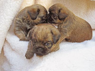 Brussels Griffon Baby born