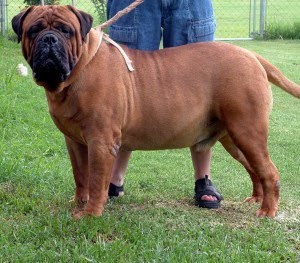 Red Bullmastiff Puppies Picture