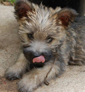 Cairn Terrier Puppy