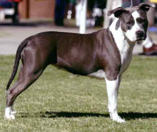 Staffordshire Terrier Dog