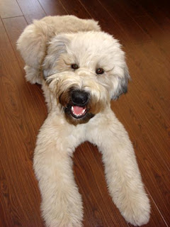 Wheaten Terrier Dog Image