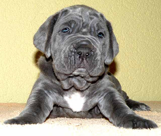 Neapolitan Mastiff Dog Picture