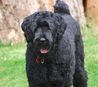 Black Russian Terrier Dog