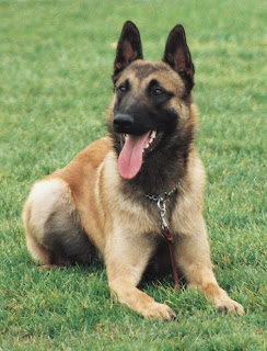 Belgian Malinois Dog